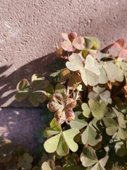 Oxalis corniculata