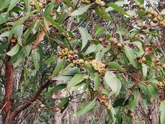 Eucalyptus staeri