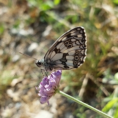 Melanargia galathea