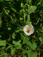 Convolvulus arvensis