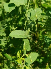 Convolvulus arvensis