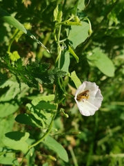 Convolvulus arvensis