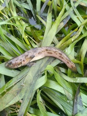 Lepidogobius lepidus
