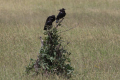 Corvus capensis