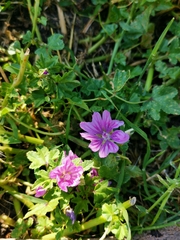 Malva sylvestris