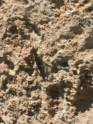 Lacertidae