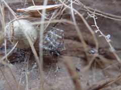 Anoteropsis litoralis