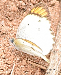 Colotis etrida
