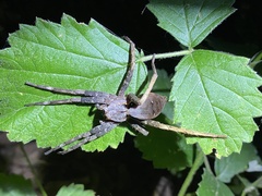 Dolomedes nigrimaculatus