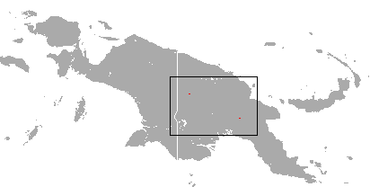 Naked-backed Fruit Bats and allies