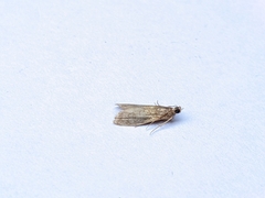 Eccopisa effractella