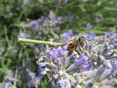 Apis mellifera ligustica