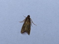 Eccopisa effractella