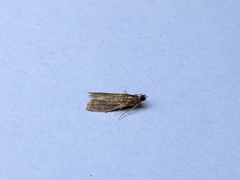 Eccopisa effractella