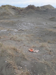 Anoteropsis litoralis