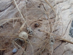 Anoteropsis litoralis