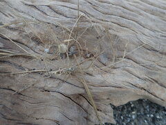 Anoteropsis litoralis