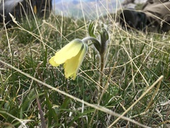 Pulsatilla albana