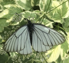 Aporia crataegi