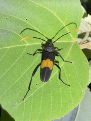 Embrikstrandia bimaculata