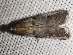 Acrobasis glaucella