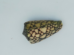Conus marmoreus