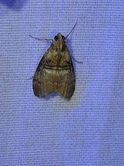 Pococera militella