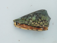 Conus marmoreus