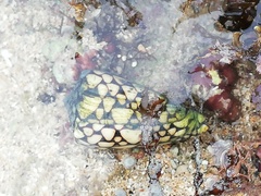 Conus marmoreus