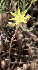 Petrosedum pruinatum