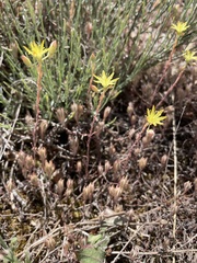 Petrosedum pruinatum