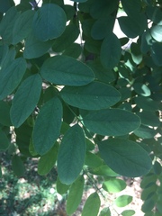 Robinia