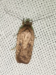 Agonopterix scopariella