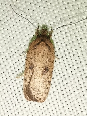 Agonopterix scopariella