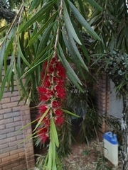 Melaleuca viminalis viminalis