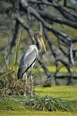 Mycteria leucocephala