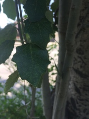Populus
