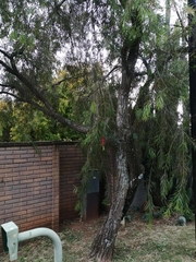 Melaleuca viminalis viminalis