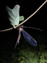 Ascalohybris subjacens