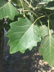 Populus