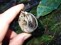 Pedinogyra rotabilis