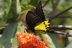 Troides helena