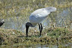 Threskiornis melanocephalus