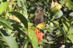 Troides helena