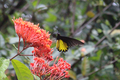 Troides helena