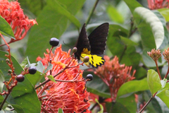 Troides helena