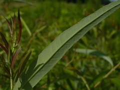 Salix caroliniana