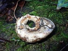 Pedinogyra rotabilis