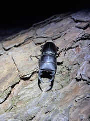 Dorcus hopei hopei