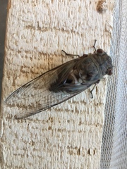 Diceroprocta digueti